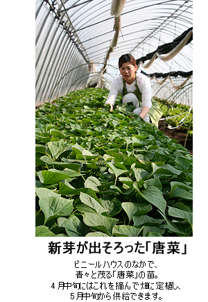 �V�肪�o��������u���؁v